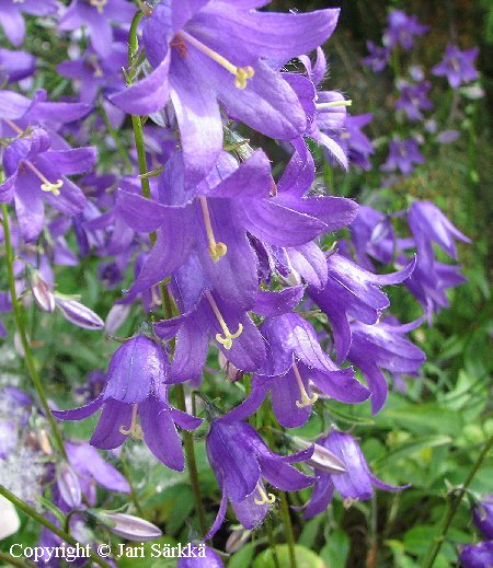 Campanula collina
